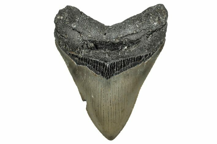 Serrated, Fossil Megalodon Tooth - North Carolina #338555